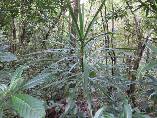 24 - Dracaena reflexa - Bois de chandelle - Asparagaceae Photos
