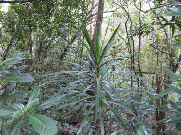 25 - Dracaena reflexa - Bois de chandelle - Asparagaceae Photos