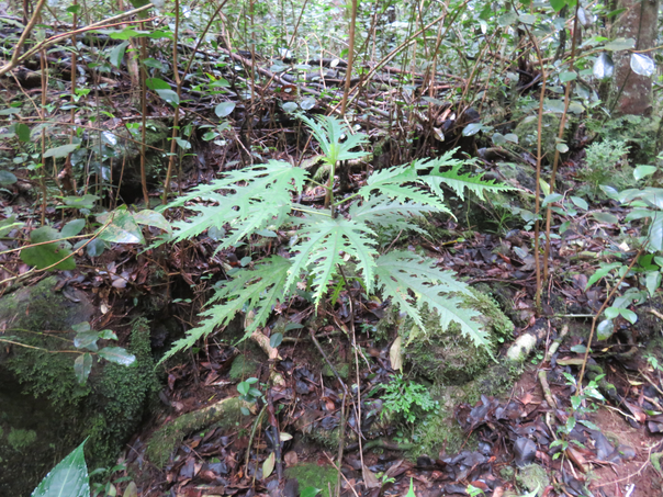 31 juvénile (hétérophyllie) - Ficus lateriflora  - Ficus Blanc  - MORACEAE - Endémique de la Réunion et de Maurice