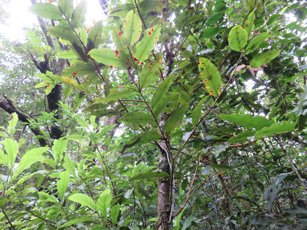 32 - ??? Syzygium cymosum - Bois de pomme rouge - Myrtacée - B