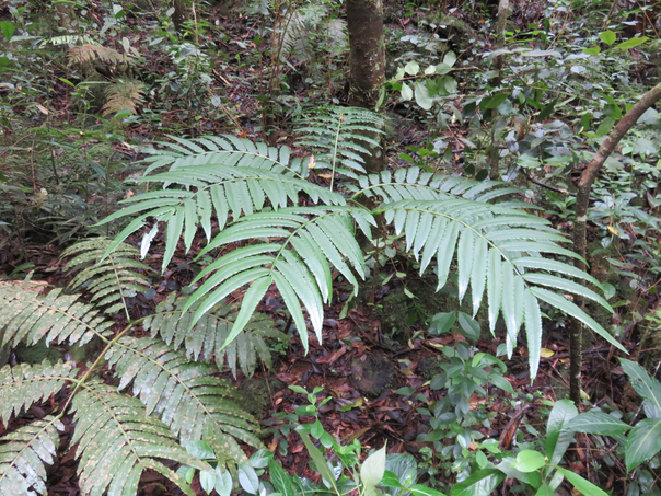 35 - Ptisana fraxinea (Sm.) Murdock - Fougère tortue -  Marattiaceae - indigène Réunion