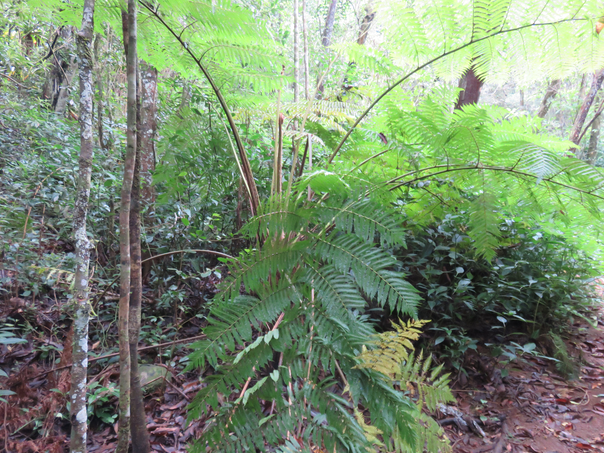 36 - Fougère envahissante australienne Cyathea cooperi (F. Muell.) Domin. Australian Fern Tree