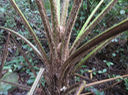 37  Fougère envahissante australienne Cyathea cooperi (F. Muell.) Domin. Australian Fern Tree