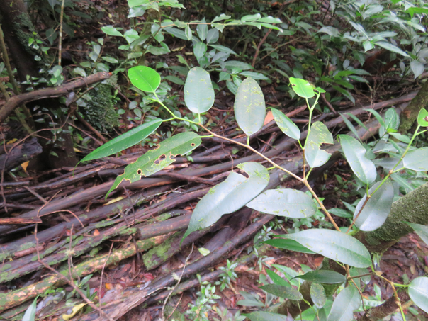 38 Maillardia borbonica - Bois de sagaie ou  Bois de maman - MORAC.  endémique