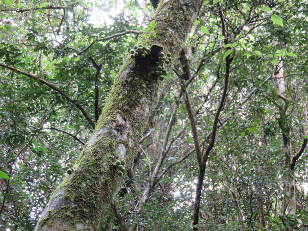 40 - Les petites figues du Ficus lateriflora  - Ficus Blanc  - MORACEAE - Endémique de la Réunion et de Maurice