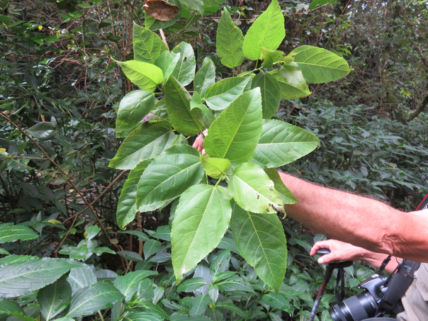 41 39  Feuilles adultes Ficus lateriflora  - Ficus Blanc  - MORACEAE - Endémique de la Réunion et de Maurice