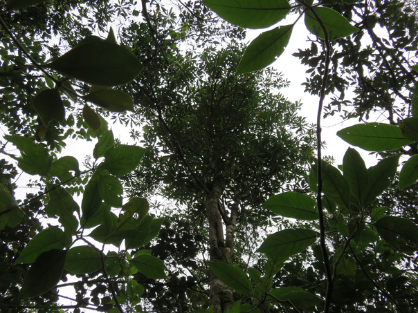 42 - La-haut Ochrosia borbonica - Bois jaune - Apocynaceae