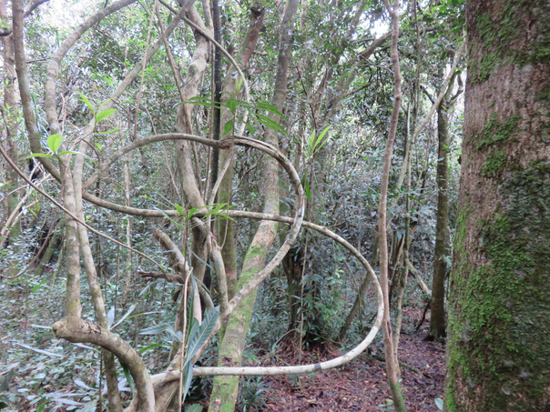 46 - Hugonia serrata  - Liane de clé - Linaceae - rare, endémique de la Réunion et de Maurice