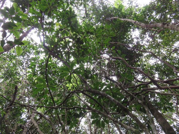 47 Un ??? Badula barthesia  - Bois de savon  - Primulaceae - B  très développé