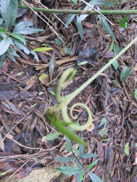 48 Hugonia serrata  - Liane de clé - Linaceae - rare, endémique de la Réunion et de Maurice