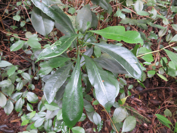 53. Claoxylon parviflorum - Petit Bois d'oiseau- Euphorbiacée - B
