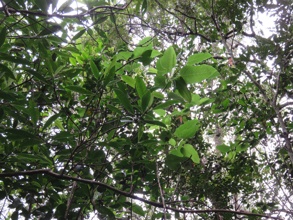 56 - feuilles adultes de Ficus lateriflora  - Ficus Blanc  - MORACEAE - Endémique de la Réunion et de Maurice