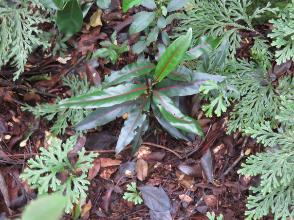 57 - Casearia coriacea - Bois de cabri rouge - Flacourtiaceae