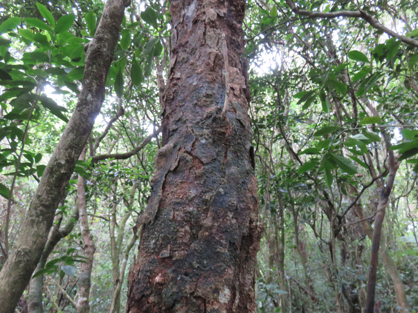 58 Securinega durissima - Bois dur …. - Euphorbiacées - Indigène à La Réunion, à Maurice, à Madagascar