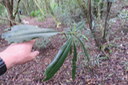 6 Ochrosia borbonica - Bois jaune - Apocynaceae  - endémique de la Réunion
