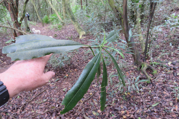 6 Ochrosia borbonica - Bois jaune - Apocynaceae  - endémique de la Réunion