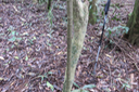 7 Bâton perdu. Les "bosses" d'Ochrosia borbonica - Bois jaune - Apocynaceae  - endémique de la Réunion