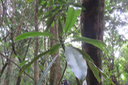8 - Ochrosia borbonica - Bois jaune - Apocynaceae  - endémique de la Réunion