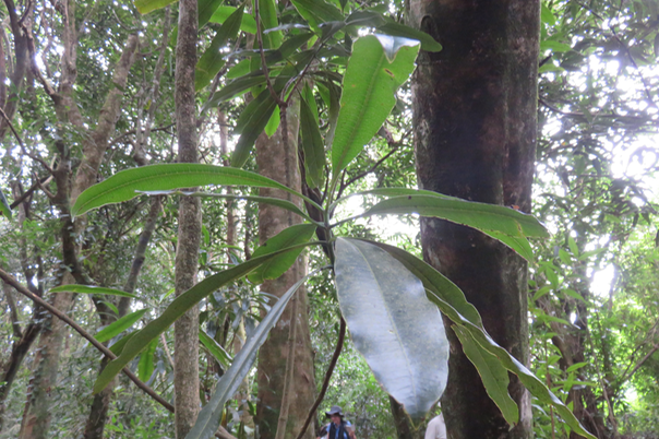 8 - Ochrosia borbonica - Bois jaune - Apocynaceae  - endémique de la Réunion