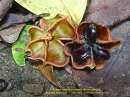 Molinea alternifolia .Tan georges P1310507