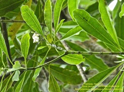 Ochrosia borbonica . Bois jaune P1310393