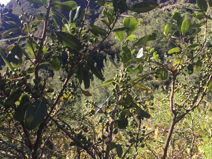 22. Fruits Sideroxylon borbonicum - Bois de fer batard/Natte coudine/… - SAPOTACEAE - Endémique Réunion