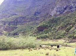 23. Mardi 22 Les vaches du Plateau de Kerval IMG_3932.JPG