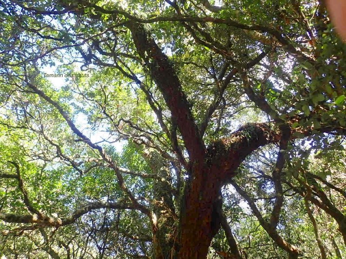 Acacia heterophylla Tamarin des hauts Fabaceae Endémique La Réunion 84