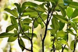 Antirhea borbonica  Bois  d’osto rubiaceae.endémique Réunion Maurice Madagascar