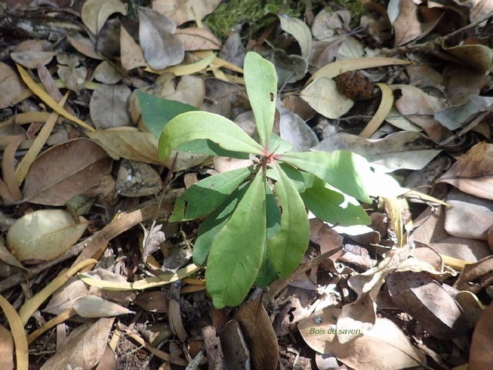Badula juvénile Bois de savon Primulaceae Endémique La Réunion 86