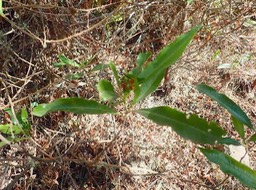 Dodonaea angustifolia ? Bois d'arnette S apindaceae Endémique La Réunion 69