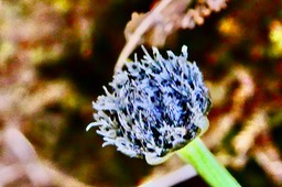 Eriocaulon striatum .ériocaule strié.eriocaulaceae.endémique Madagascar Mascareignes. (1)