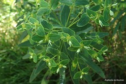 Euphorbia borbonica Euphorbe de Bourbon Eu phorbiaceae Endémique La Réunion 20