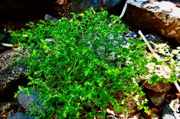 Euphorbia peplus.euphorbe des jardins.ésule ronde.euphorbiaceae.epèce envahissante.