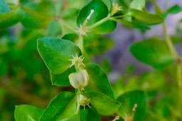 Euphorbia peplus.euphorbe des jardins.ésule ronde.euphorbiaceae.epèce envahissante. (1)