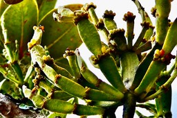 Korthalsella opuntia  Sourichaude  santalaceae.endémique des Mascareignes .
