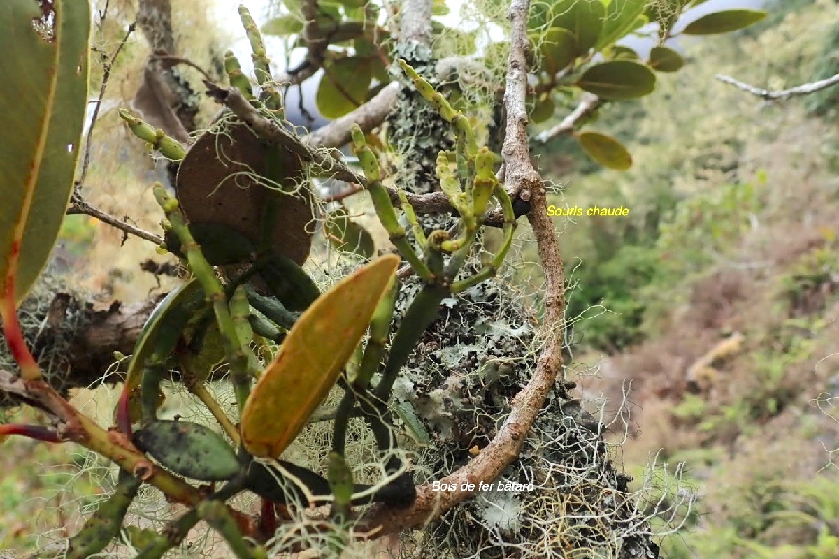 Korthalsella opuntia sur Bois de fer ba?tar d Santalaceae Indigène La Réunion 98
