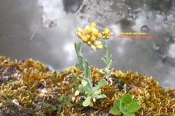 Laphangium luteoalbum Immortelle des marais Asteraceae  Potentiellement envahissante 96