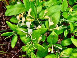Lonicera japonica.chèvrefeuille du Japon.caprifoliaceae.espèce envahissante.