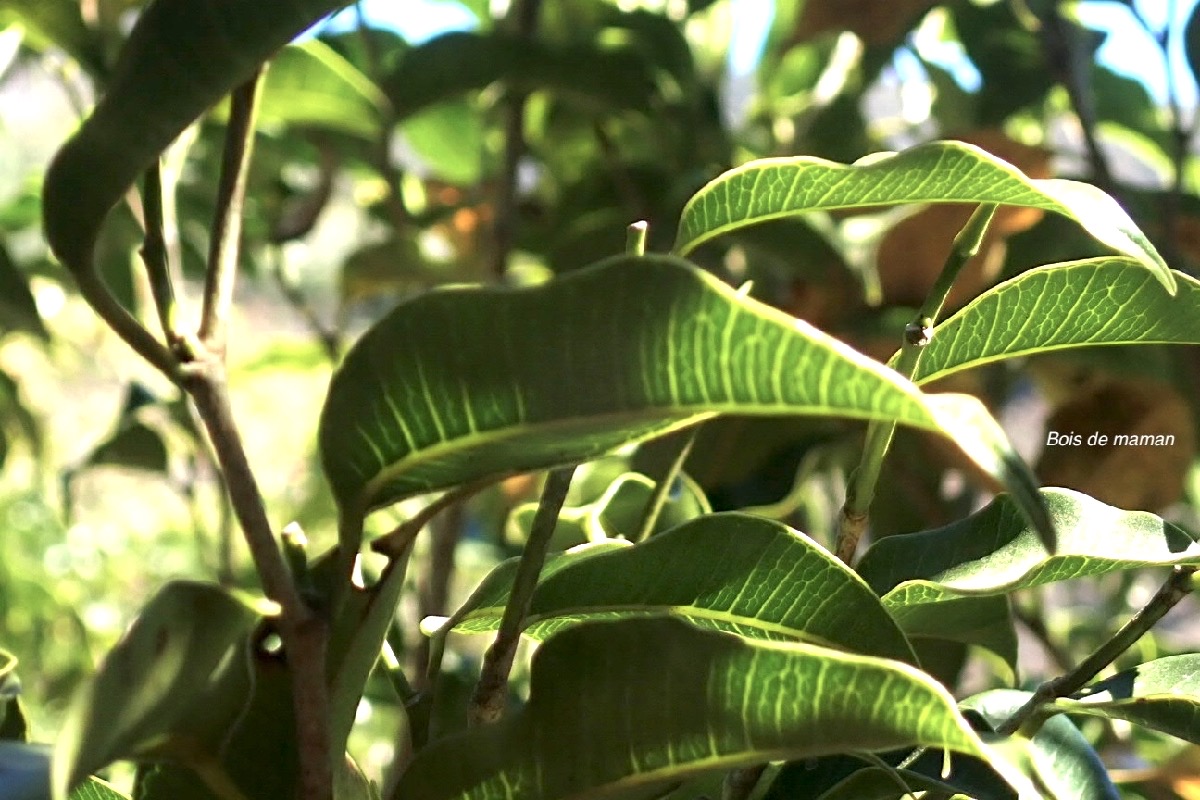 Maillardia borbonica Bois de maman Mo raceae Endémique La Réunion 47
