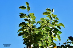 Maillardia borbonica.bois de maman.bois de sagaye;moraceae.endémique Réunion