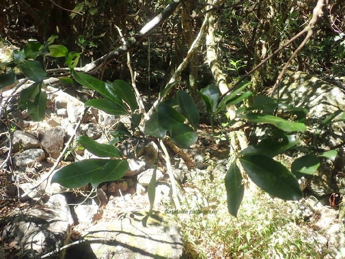 Melicope obtusifolia Catafaille patte poule Ru taceae Endémique La Réunion, Maurice 83