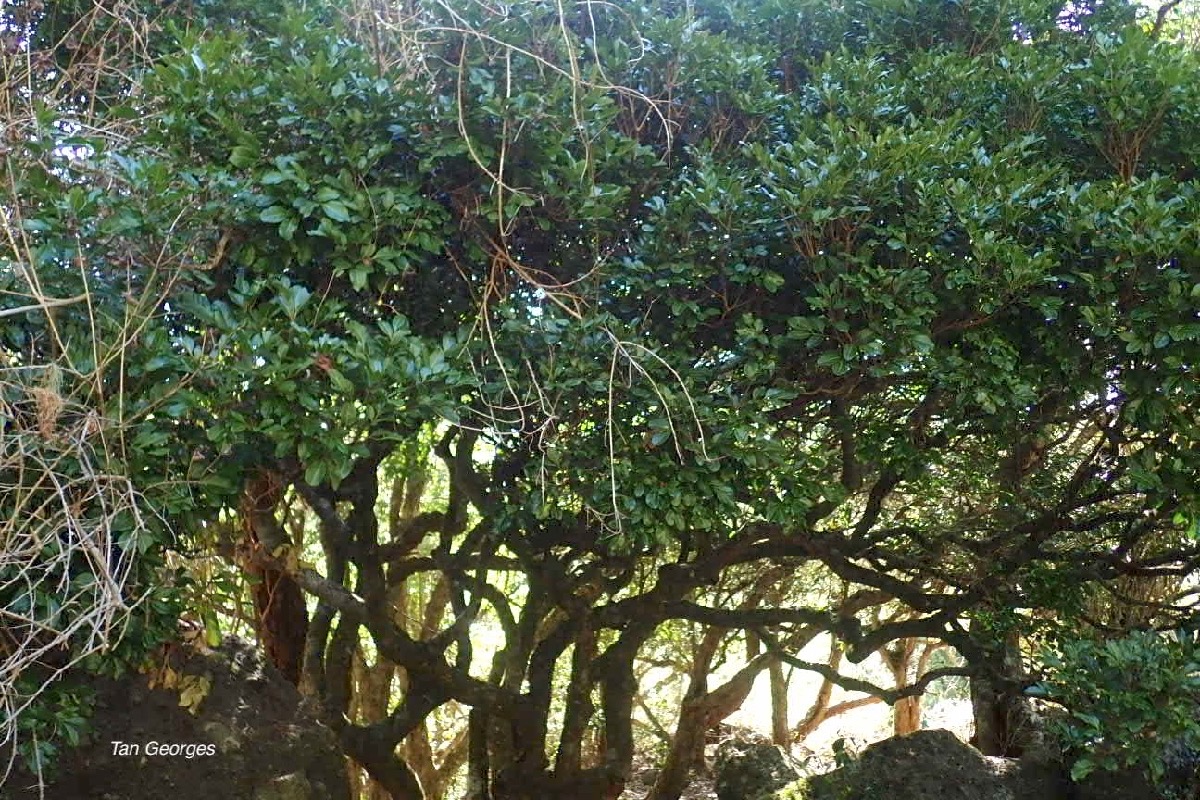 Molinaea alternifolia Tan Georges Sapindac eae Endémique La Réunion, Maurice 57