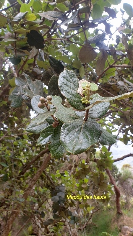 Monimia amplexicaulis Mapou des hauts Mo nimiaceae Endémique La Réunion 25