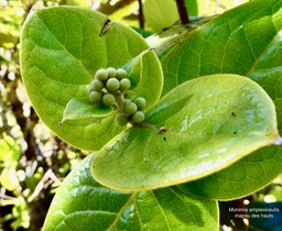 Monimia amplexicaulis.mapou des hauts.monimiaceae endémique Réunion (1)