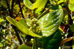 Monimia amplexicaulis.mapou des hauts.monimiaceae endémique Réunion (2)