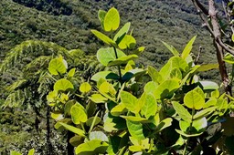 Monimia amplexicaulis.mapou des hauts.monimiaceae endémique Réunion