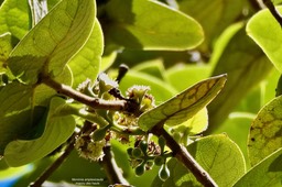 Monimia amplexicaulis.mapou des hauts.( inflorescences mâles )monimiaceae endémique Réunion (4)