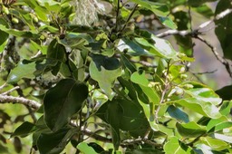 Ocotea obtusata  Cannelle  marron .lauraceae.endémique Réunion Maurice.