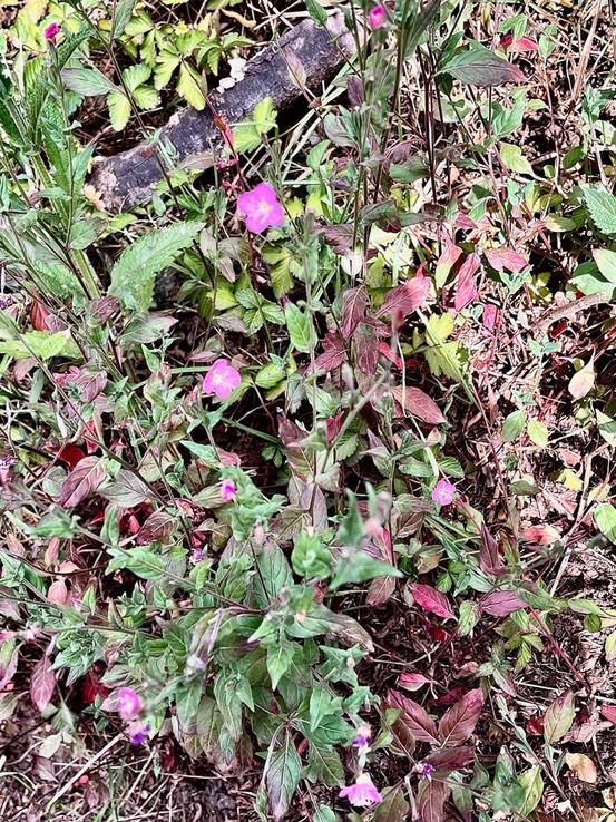 Oenothera rosea   onagre rose onagraceae.espèce envahissante